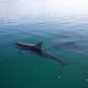 A trio of allied male dolphins hanging out.